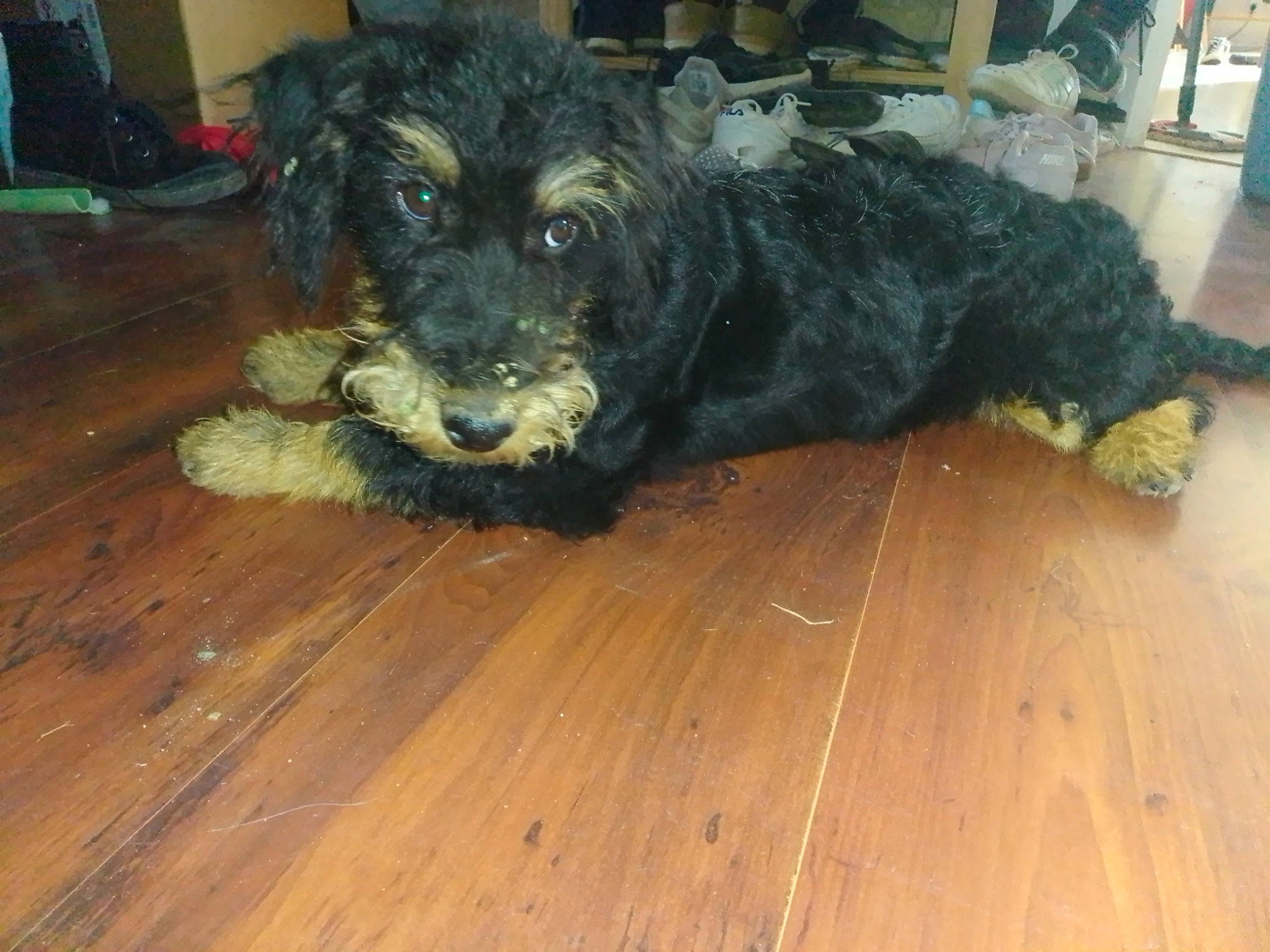 Rocket participe au concours pour gagner de l'argent avec cette photo : carnivore, companion_dog, dog, dog_breed, floor, flooring, fur, guard_dog, hardwood, laminate_flooring, plank, small_terrier, terrier, toy_dog, varnish, wood, wood_flooring, wood_stain, working_animal, yorkipoo