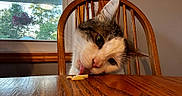 Paddington is registered to the contest to win money with this photo: cat, licking, wooden_table, wooden_chair, indoor, window, food, curious, pet, animal, feline, closeup, head_tilt, tongue, domestic_cat, house, daylight, nature_outside, cozy, cute