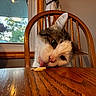 cat, licking, wooden_table, wooden_chair, indoor, window, food, curious, pet, animal, feline, closeup, head_tilt, tongue, domestic_cat, house, daylight, nature_outside, cozy, cute