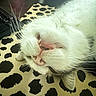 Paddington is registered to the contest to win money with this photo: cat, white_cat, lying_down, upside_down, whiskers, teeth, leopard_print, pattern, indoor, pet, animal, close_up, relaxed, feline, cute, sleepy, soft_fur, nose, ear, mouth
