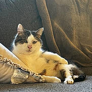 Paddington is registered to the contest to win money with this photo: cat, animal, pet, indoor, couch, pillow, blanket, relaxing, fur, cozy, resting, white, black, tabby, window, sunlight, home, domestic, comfort, feline