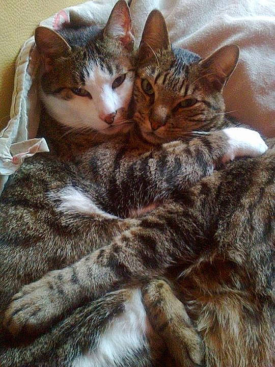 Timon et timousse participe au concours pour gagner de l'argent avec cette photo :