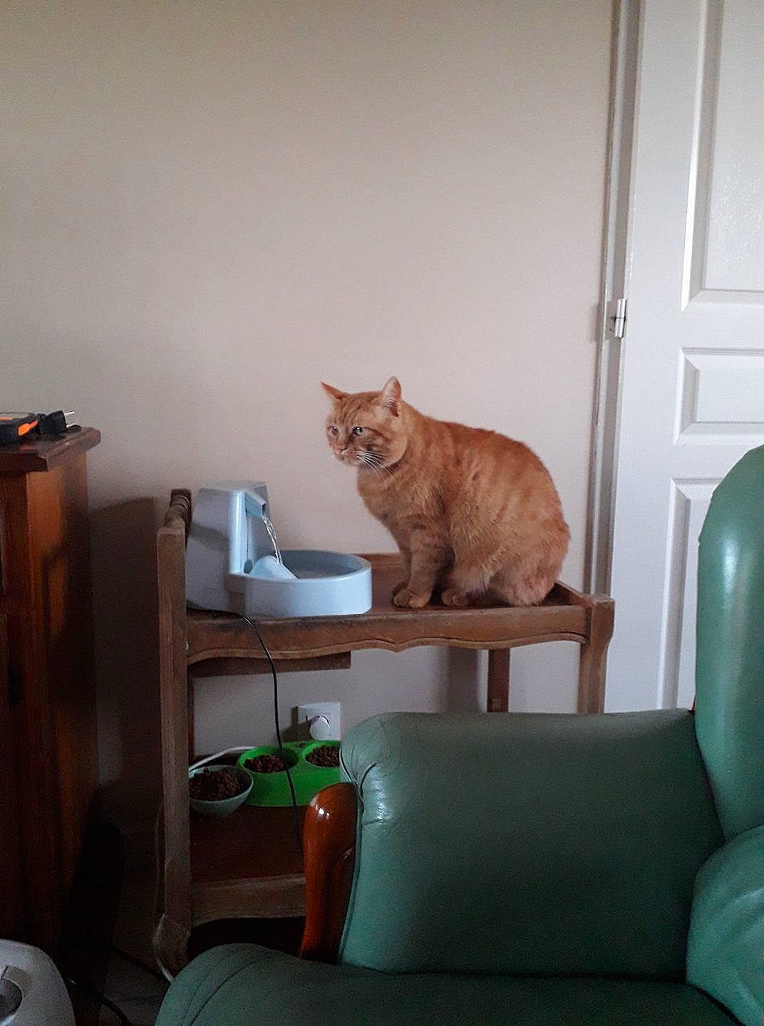 Bouba participe au concours pour gagner de l'argent avec cette photo : carnivore, cat, comfort, couch, domestic_short_haired_cat, european_shorthair, felidae, furniture, home, house, interior_design, ocicat, room, sitting, small_to_medium_sized_cats, table, tail, whiskers, window, wood