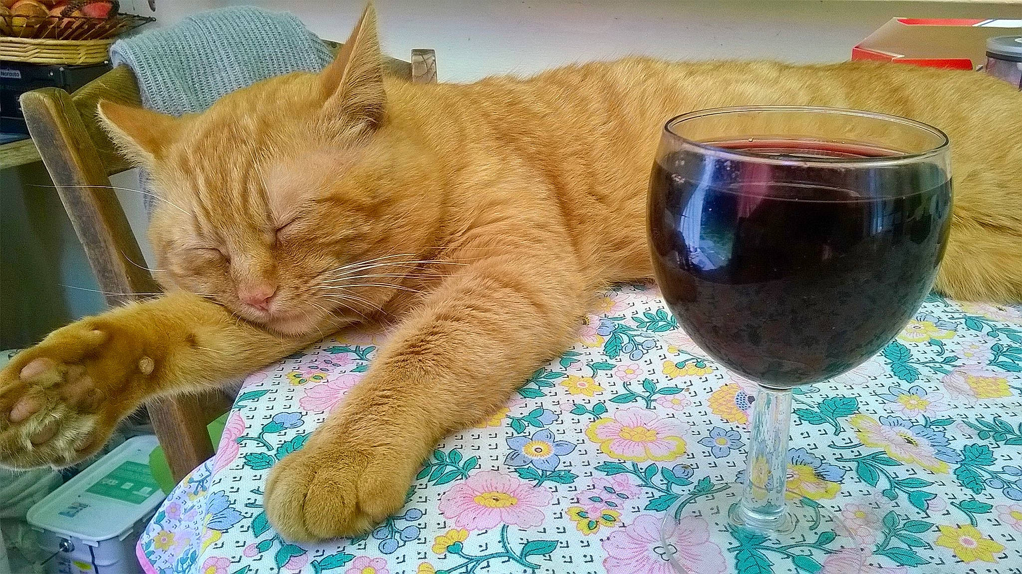 Bouba a rejoint le concours — aidez-le/la à gagner de superbes lots ! carnivore, cat, domestic_short_haired_cat, drink, european_shorthair, fawn, felidae, food, german_rex, kitten, small_to_medium_sized_cats, whiskers