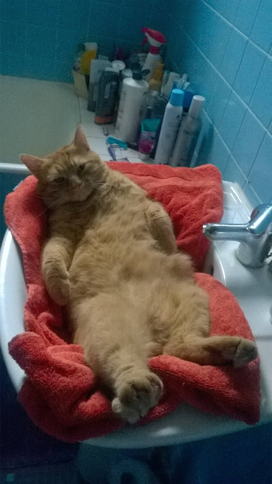 Bouba a rejoint le concours — aidez-le/la à gagner de superbes lots ! asian, british_semi_longhair, carnivore, cat, chartreux, claw, domestic_long_haired_cat, domestic_short_haired_cat, european_shorthair, fawn, felidae, fur, german_rex, nap, norwegian_forest_cat, polydactyl_cat, selkirk_rex, sleep, small_to_medium_sized_cats, whiskers