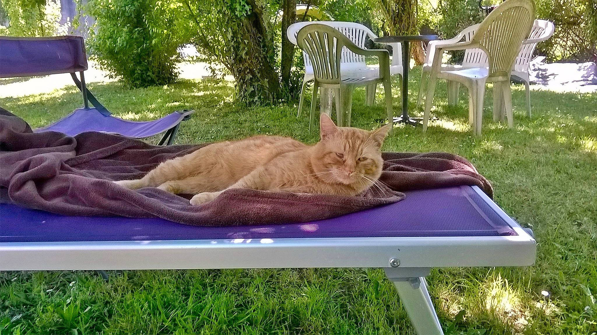 Bouba a rejoint le concours — aidez-le/la à gagner de superbes lots ! cat, fawn, felidae, furniture, leisure, nap, outdoor_furniture, small_to_medium_sized_cats, table, tree
