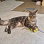 animal, cat, claws, ears, feather_toy, floor, fluffy, focused, food_bowl, gray, household, indoor, lying_down, pet, play, relaxed, tabby, tile_floor, toy, whiskers