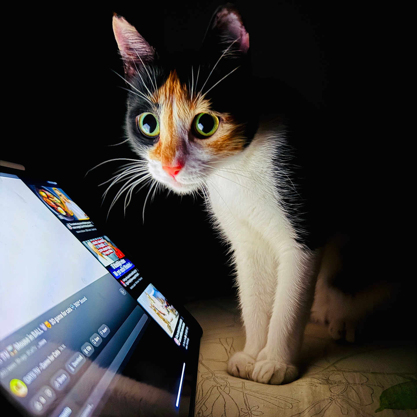 Tootoobee joined the competition — help win amazing prizes! animal, calico_cat, cat, closeup, curious, dark, feline, glowing_eyes, indoor, light, night, paws, pet, phone, reflection, screen, shadow, tablet, technology, whiskers