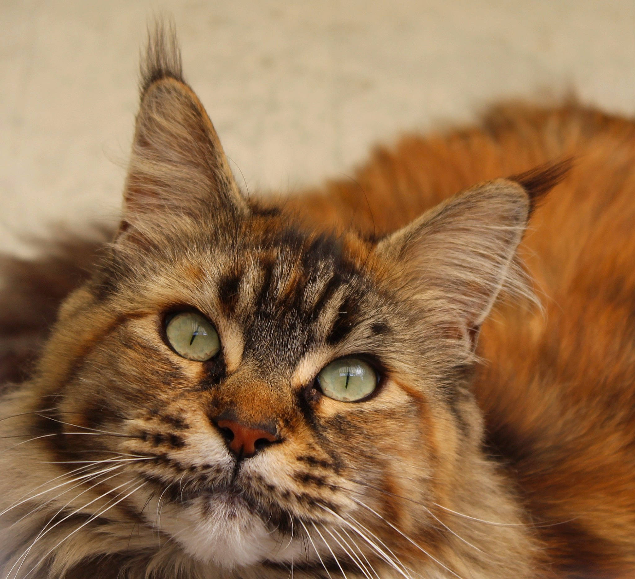 Caledonia joined the competition — help win amazing prizes! carnivore, cat, close_up, domestic_short_haired_cat, fawn, felidae, fur, grass, maine_coon, paw, small_to_medium_sized_cats, snout, terrestrial_animal, whiskers, wildlife