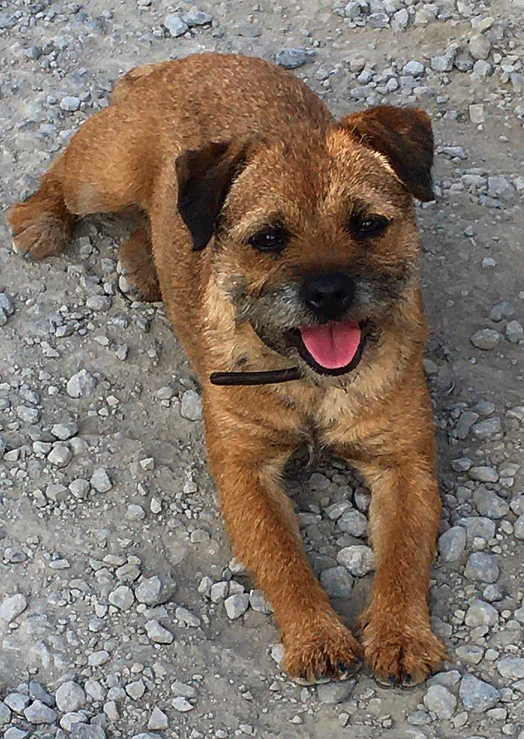 Ivy is registered to the contest to win money with this photo: canidae, carnivore, companion_dog, dog, dog_breed, fawn, snout, sporting_group, terrestrial_animal, working_terrier