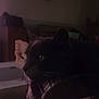 cat, dark, plaid_blanket, foot, clock, indoor, cozy, resting, feline, pet, relaxed, quiet, home, soft_light, shadow, furniture, living_room, animal, comfort, casual