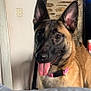 Athena a rejoint le concours — aidez-le/la à gagner de superbes lots ! dog, pet, indoor, tongue_out, collar, ears, brown_fur, black_muzzle, stone_wall, household, curious, animal, canine, friendly, closeup, portrait, domestic, companion, looking, happy