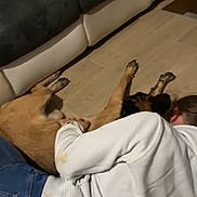 Athena participe au concours pour gagner de l'argent avec cette photo : dog, person, floor, couch, jeans, white_hoodie, wooden_floor, indoor, hugging, relaxation, companion, pet, casual, brown_dog, comfort, home, resting, cozy, affection, friendship