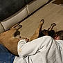 dog, person, floor, couch, jeans, white_hoodie, wooden_floor, indoor, hugging, relaxation, companion, pet, casual, brown_dog, comfort, home, resting, cozy, affection, friendship