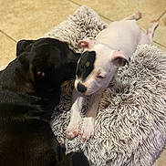 Vulcan a rejoint le concours — aidez-le/la à gagner de superbes lots ! animal, blanket, bostonbull, boxer, bulldog, canine, chihuahua, dog, dogbed, frenchbulldog, homedecor, hound, labradorretriever, person, pet, pitbull, pointer, puppy, sleeping, whitedog