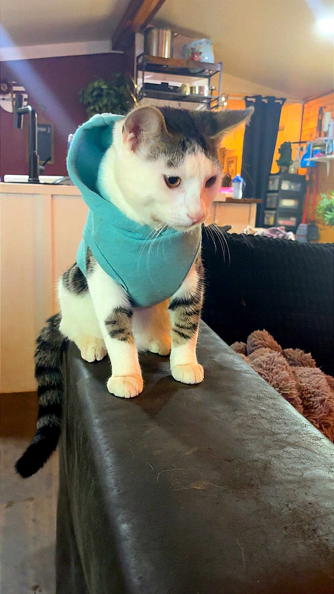 Arturo is registered to the contest to win money with this photo: animal, cat, cozy, curious, domestic, ears, feline, fur, furniture, home, hoodie, houseplant, indoor, leather_couch, pet_clothing, shelf, sitting, striped_tail, tail, whiskers