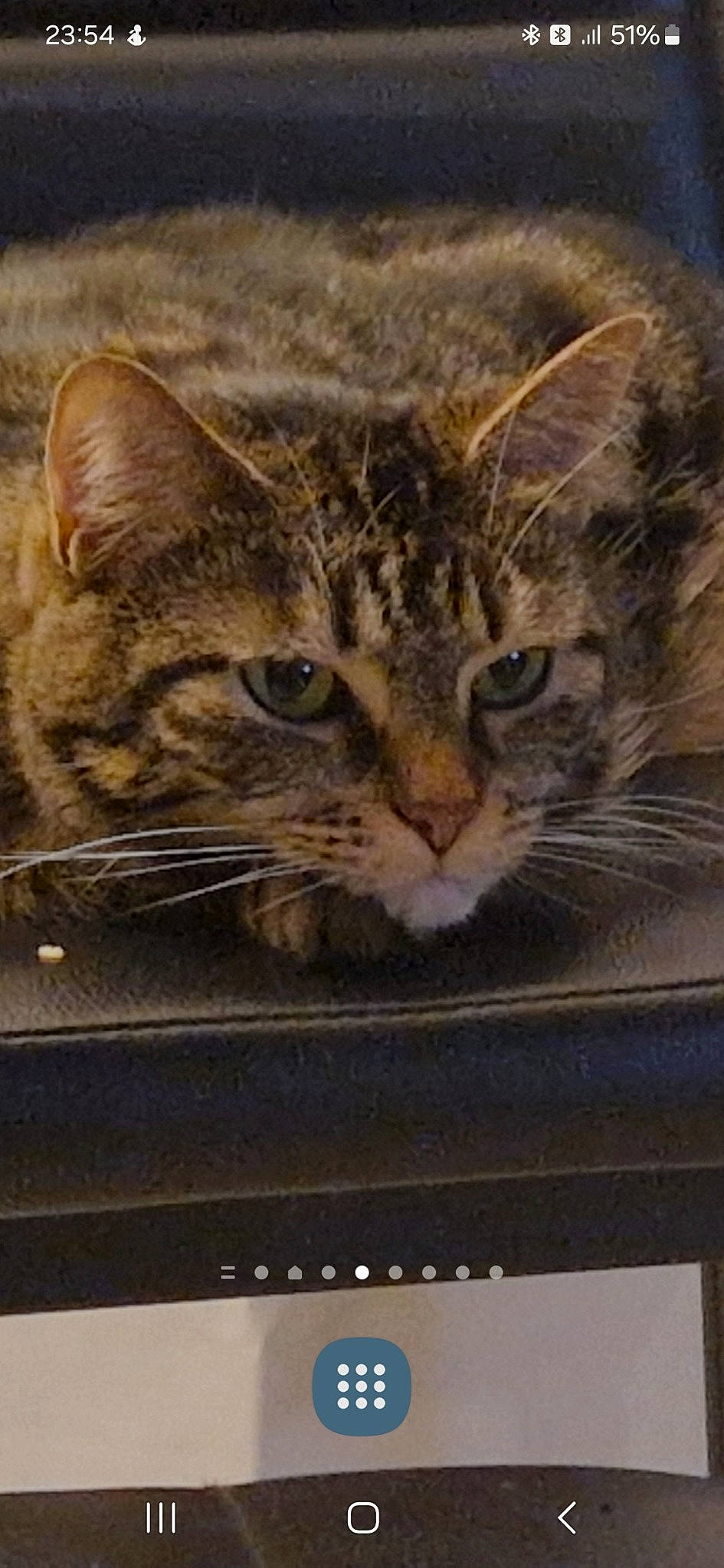 Erza participe au concours pour gagner de l'argent avec cette photo : carnivore, cat, domestic_short_haired_cat, door, eye, felidae, fur, hair, paw, small_to_medium_sized_cats, snout, terrestrial_animal, whiskers, wildlife, window, windshield, wood