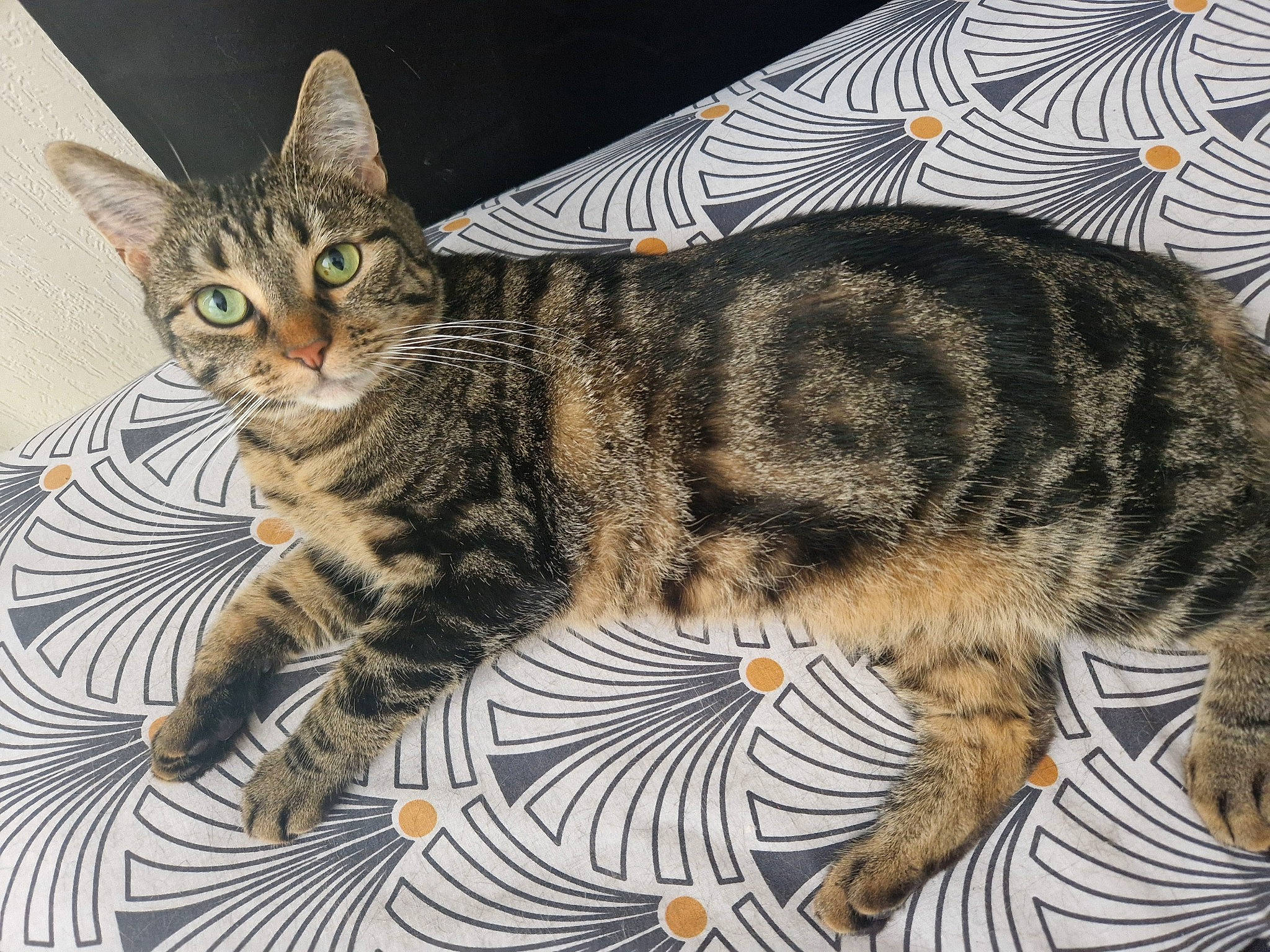 Erza a rejoint le concours — aidez-le/la à gagner de superbes lots ! carnivore, cat, claw, domestic_short_haired_cat, felidae, fur, organism, paw, small_to_medium_sized_cats, snout, tail, terrestrial_animal, whiskers