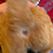 Rusty is registered to the contest to win money with this photo: animal, armrest, blue_eye, blurred, cat, close_up, couch, cozy, fur, ginger_cat, human_hand, indoor, leather, orange_fur, pet, pillow, profile, red_pillow, sitting, whiskers