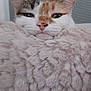 animal, blanket, calm, cat, close_up, comfort, cozy, cute, domestic, ears, face, fluffy, fur, furry, indoor, pet, relaxed, resting, soft_texture, whiskers
