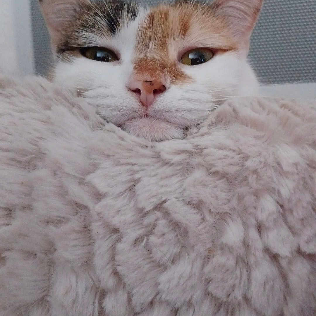 Targa participe au concours pour gagner de l'argent avec cette photo : animal, blanket, calm, cat, close_up, comfort, cozy, cute, domestic, ears, face, fluffy, fur, furry, indoor, pet, relaxed, resting, soft_texture, whiskers