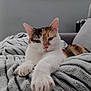 Targa participe au concours pour gagner de l'argent avec cette photo : animal, blanket, calico_cat, cat, close_up, comfortable, cozy, cute, ears, feline, fur, indoor, living_room, paw, pet, relaxed, resting, sofa, striped_blanket, whiskers