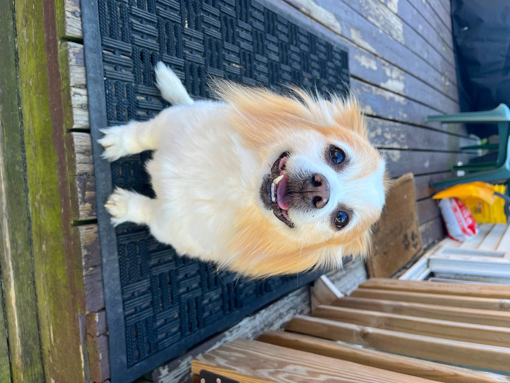 Teddy Bear joined the competition — help win amazing prizes! canidae, carnivore, companion_dog, dog, dog_breed, dog_supply, fawn, fur, german_spitz, german_spitz_klein, german_spitz_mittel, pet_supply, snout, spitz, sporting_group, toy_dog, volpino_italiano, whiskers, wood, working_animal