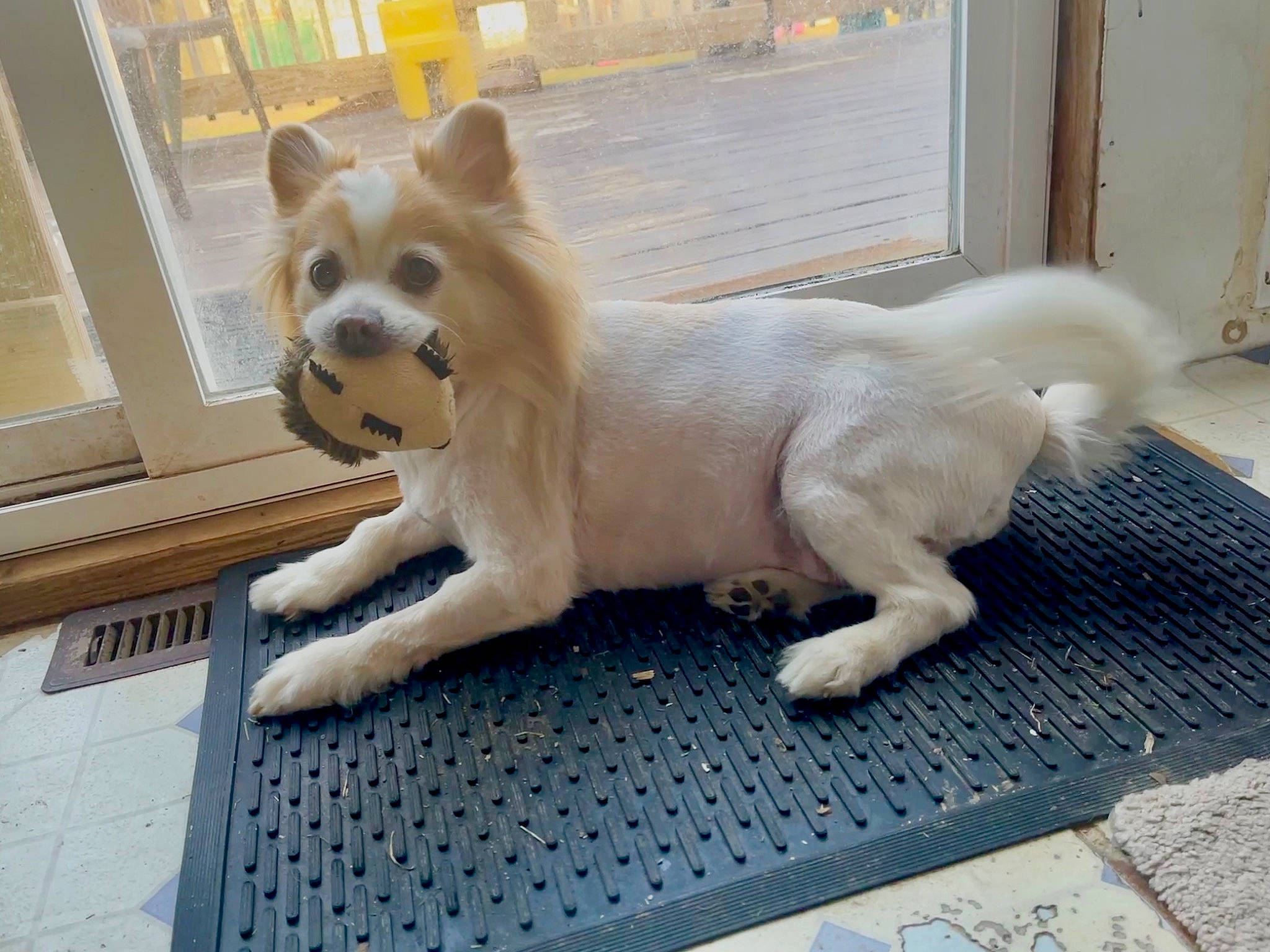 Teddy Bear joined the competition — help win amazing prizes! ancient_dog_breeds, canidae, carnivore, companion_dog, dog, dog_breed, dog_supply, fawn, flooring, fur, german_spitz_mittel, snout, spitz, sporting_group, tail, terrestrial_animal, toy_dog, volpino_italiano, whiskers, working_animal