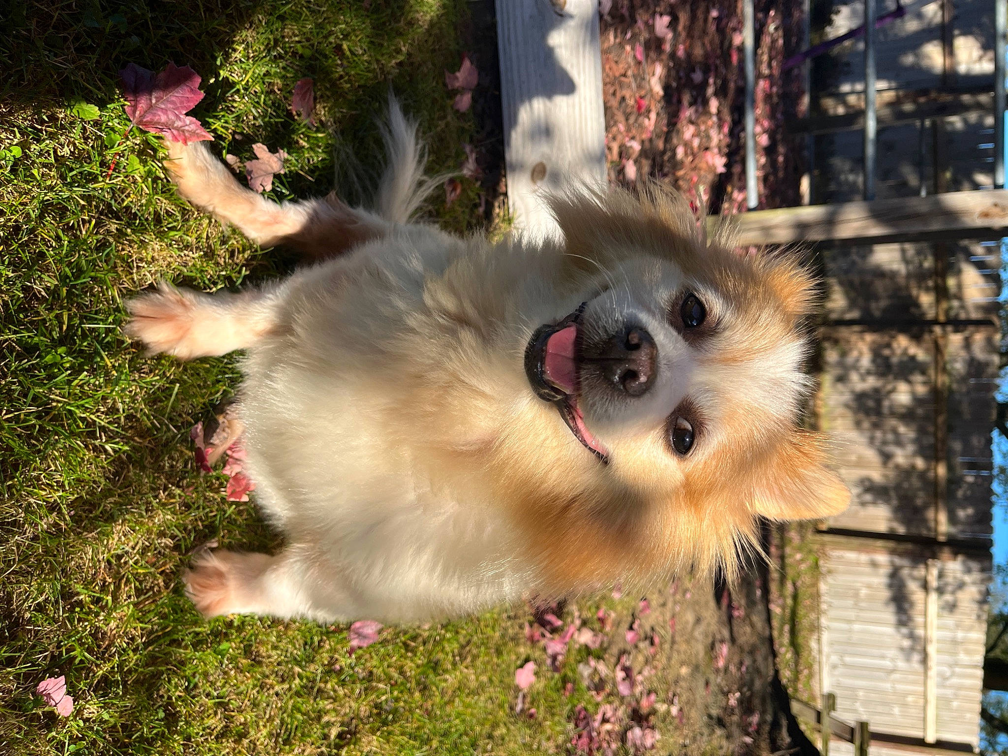 Teddy Bear joined the competition — help win amazing prizes! canidae, carnivore, companion_dog, dog, dog_breed, fawn, felidae, fur, german_spitz, german_spitz_klein, grass, plant, snout, spitz, sporting_group, tail, toy_dog, volpino_italiano, whiskers, working_animal