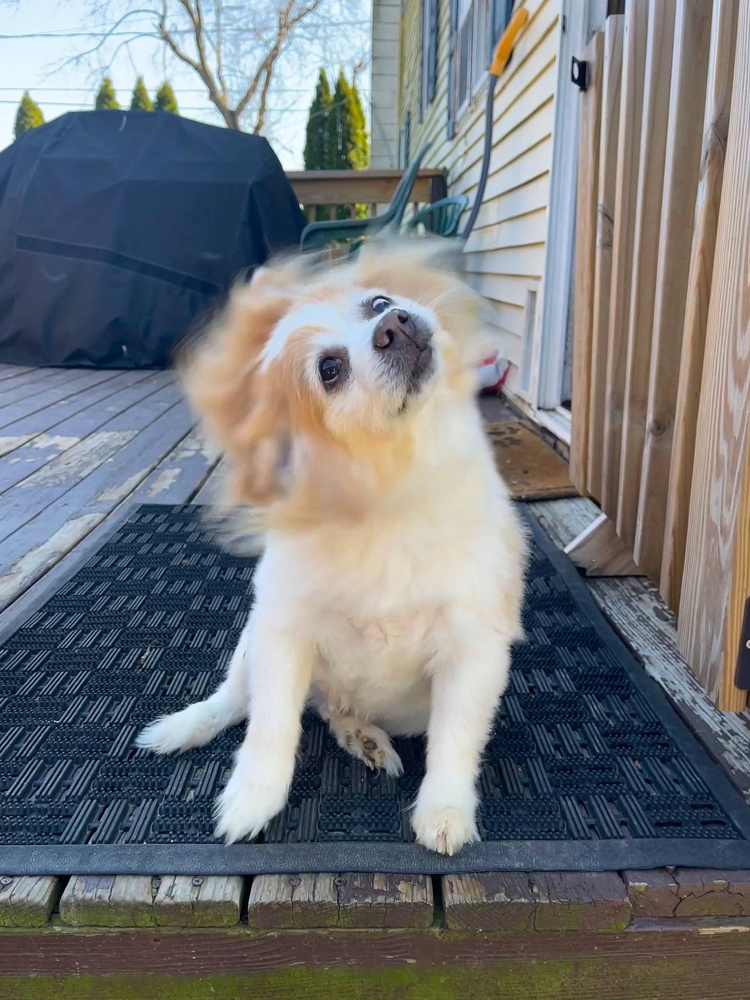 Teddy Bear joined the competition — help win amazing prizes! canidae, carnivore, companion_dog, dog, dog_breed, dog_supply, fawn, fur, german_spitz, german_spitz_klein, pet_supply, plant, spitz, sporting_group, tail, toy_dog, volpino_italiano, whiskers, wood, working_dog