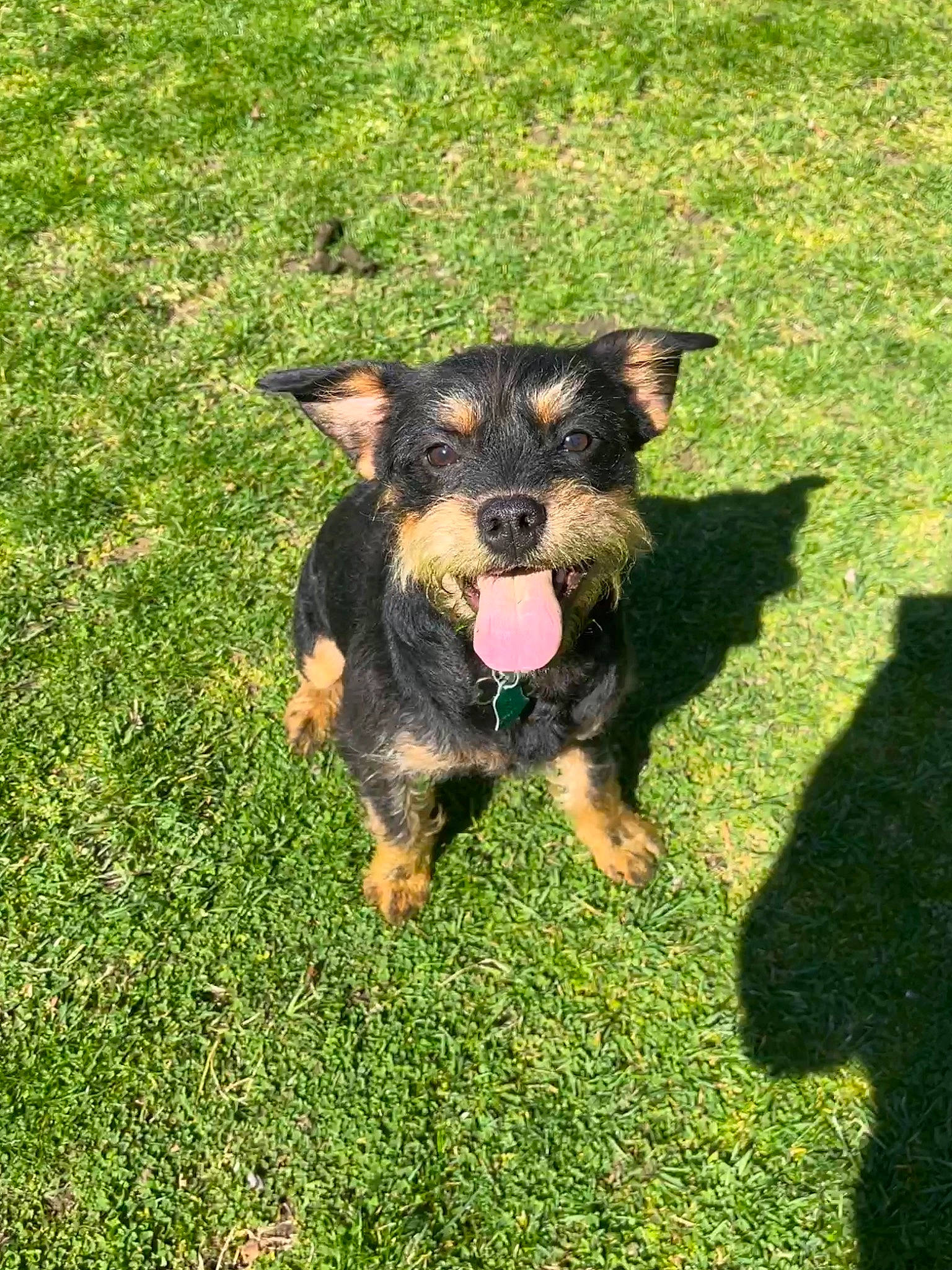 Milo is registered to the contest to win money with this photo: canidae, carnivore, companion_dog, dog, dog_breed, grass, groundcover, guard_dog, herbaceous_plant, lawn, puppy, terrier, working_animal, working_dog