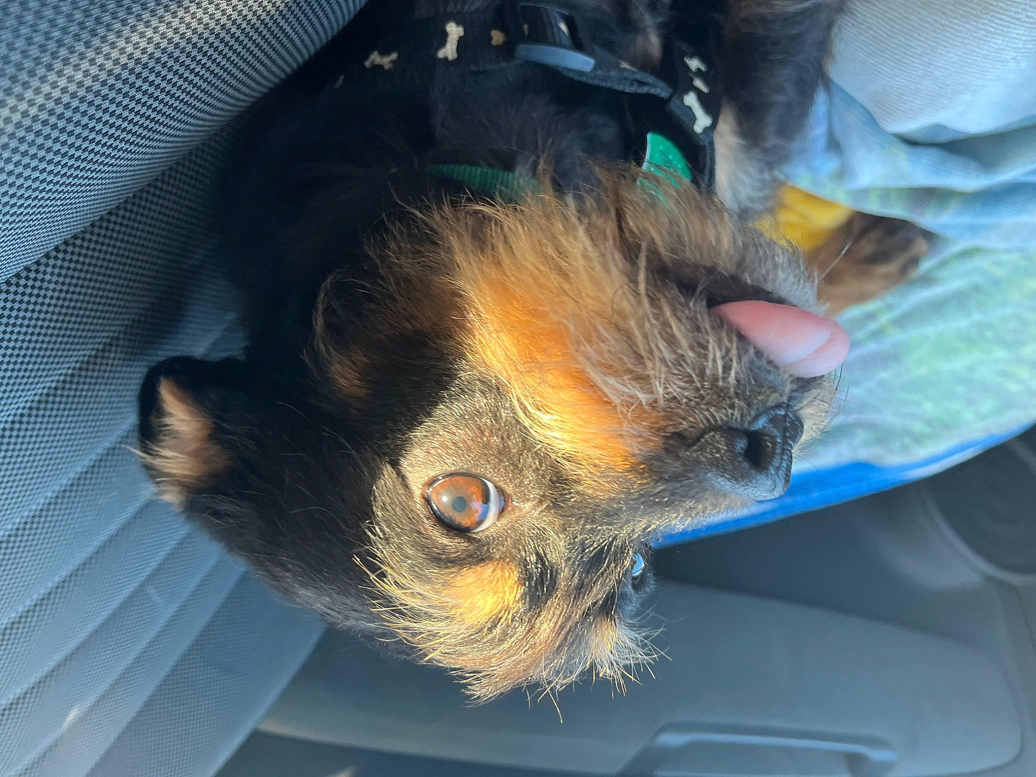 Milo is registered to the contest to win money with this photo: bat, big_brown_bat, bird, carnivore, cat, claw, dog_breed, domestic_short_haired_cat, electric_blue, fawn, felidae, fur, paw, perching_bird, small_to_medium_sized_cats, snout, tail, whiskers