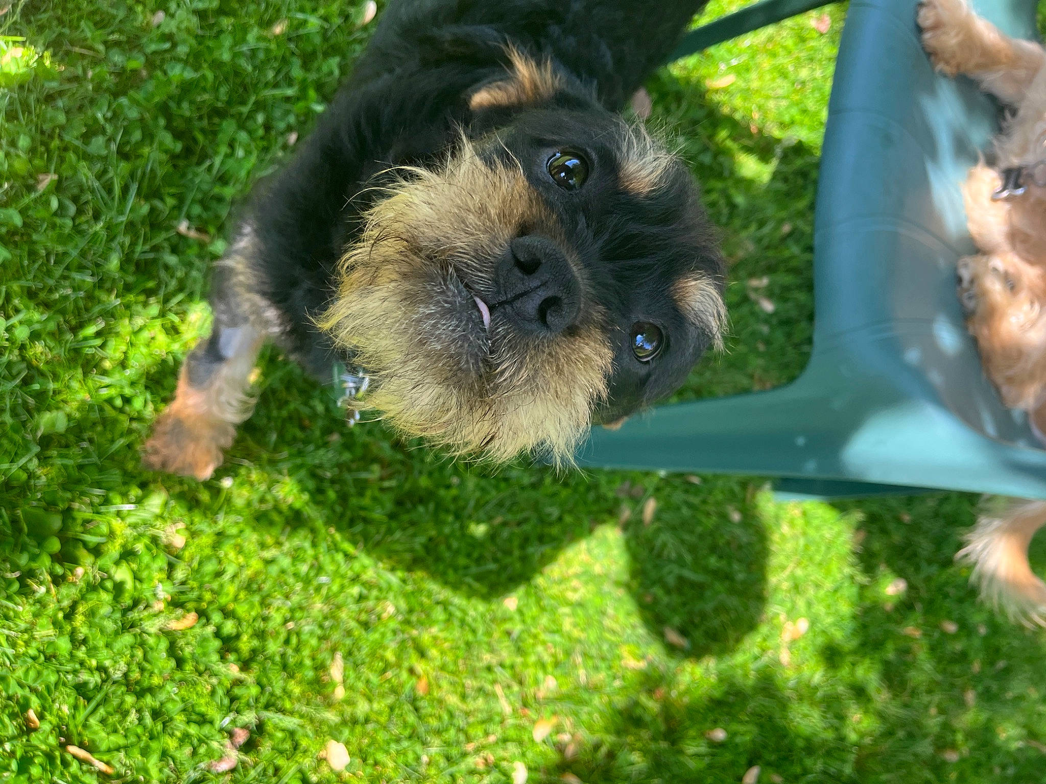 Milo joined the competition — help win amazing prizes! canidae, carnivore, companion_dog, dog, dog_breed, fawn, fur, grass, lawn, palm_tree, plant, small_terrier, snout, soil, sporting_group, tail, terrier, toy_dog, tree, working_animal