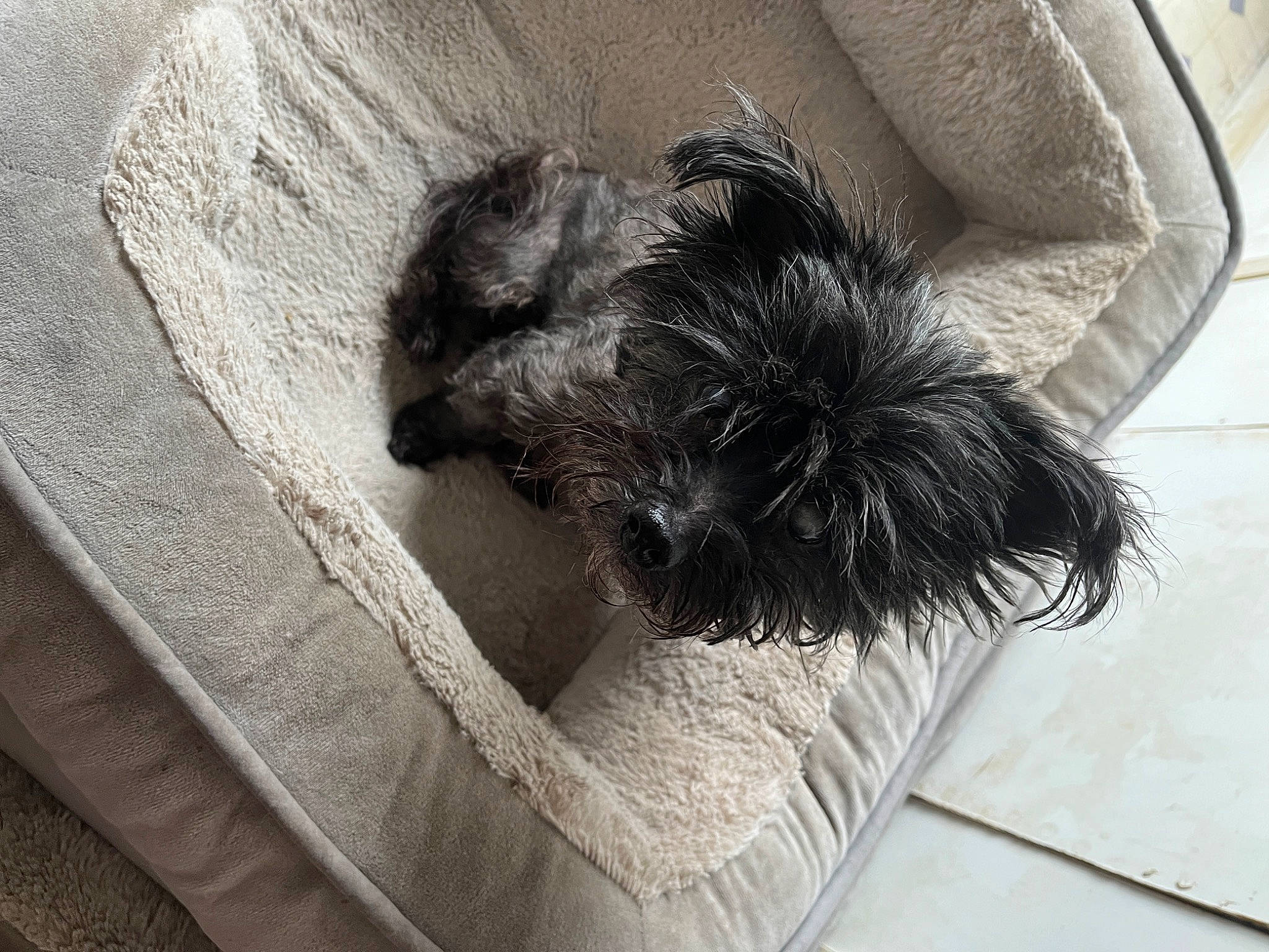 Marshmallow joined the competition — help win amazing prizes! canidae, carnivore, comfort, companion_dog, couch, dog, dog_breed, dog_supply, felidae, fur, grey, liver, paw, small_terrier, small_to_medium_sized_cats, snout, sporting_group, tail, terrier, toy_dog