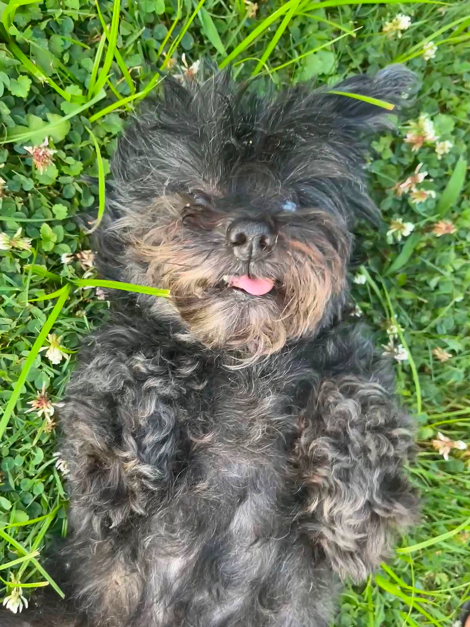 Marshmallow is registered to the contest to win money with this photo: canidae, carnivore, companion_dog, dog, dog_breed, dog_collar, fur, grass, groundcover, liver, maltepoo, plant, small_terrier, snout, sporting_group, terrier, toy_dog, water_dog, working_animal, yorkipoo