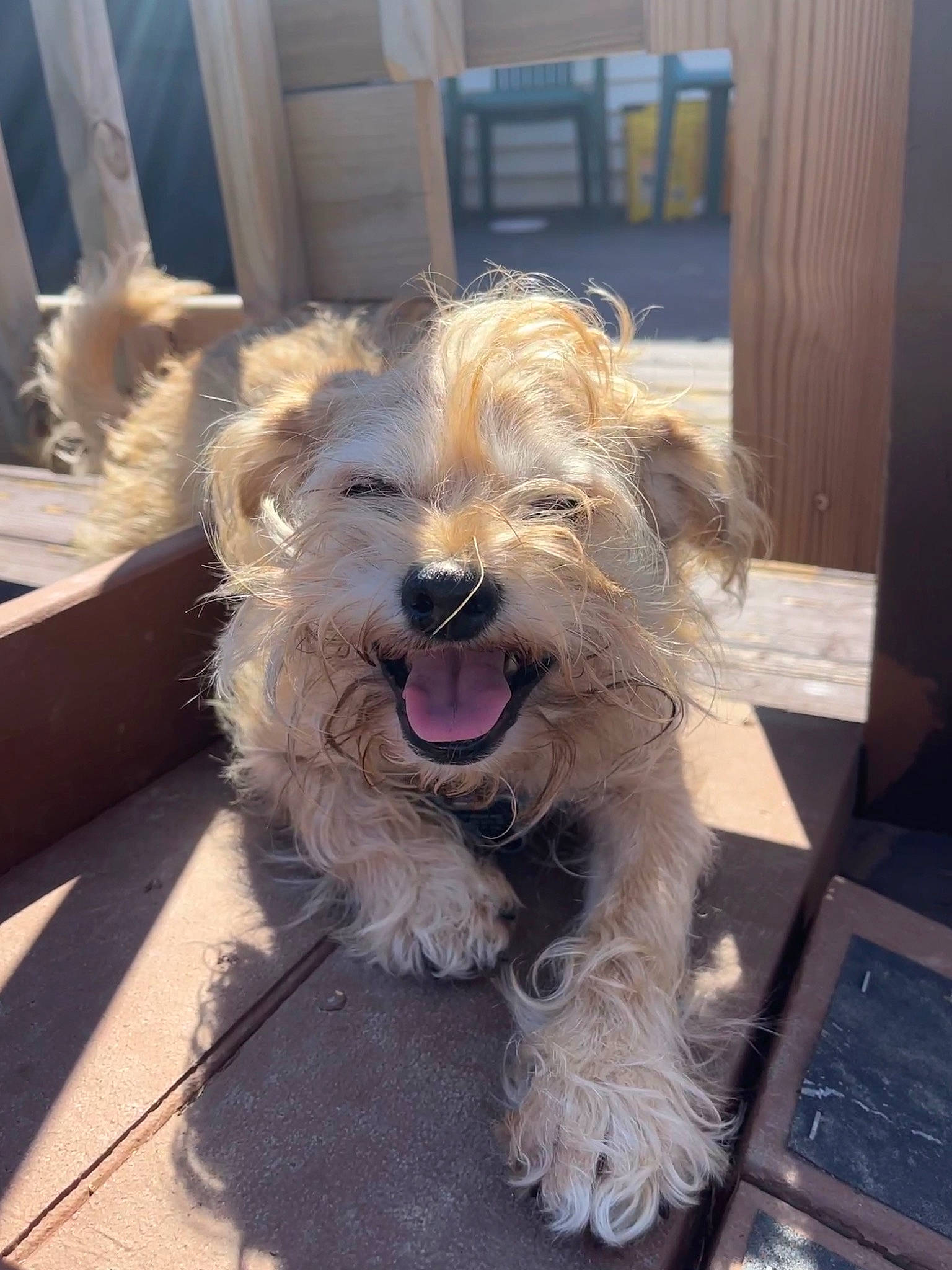 Scooby Doo is registered to the contest to win money with this photo: canidae, carnivore, companion_dog, dog, dog_breed, dog_collar, dog_supply, driveway, flooring, fur, labradoodle, small_terrier, sporting_group, terrier, toy_dog, water_dog, working_animal