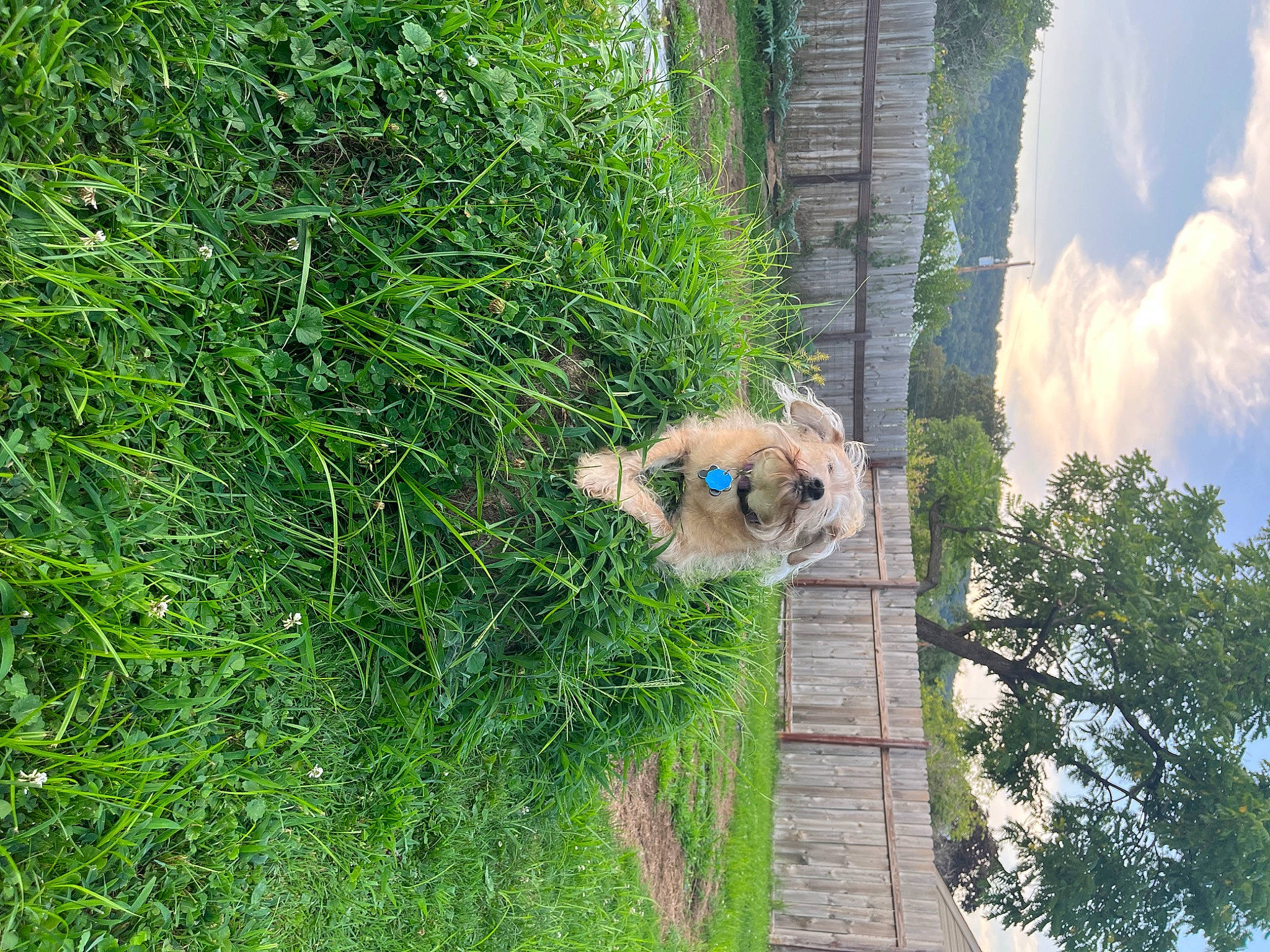 Scooby Doo is registered to the contest to win money with this photo: biome, canidae, carnivore, cloud, corgi_chihuahua, dog, dog_breed, fawn, forest, grass, groundcover, landscape, plant, shrub, sky, sporting_group, tree, trunk, wildlife, wood