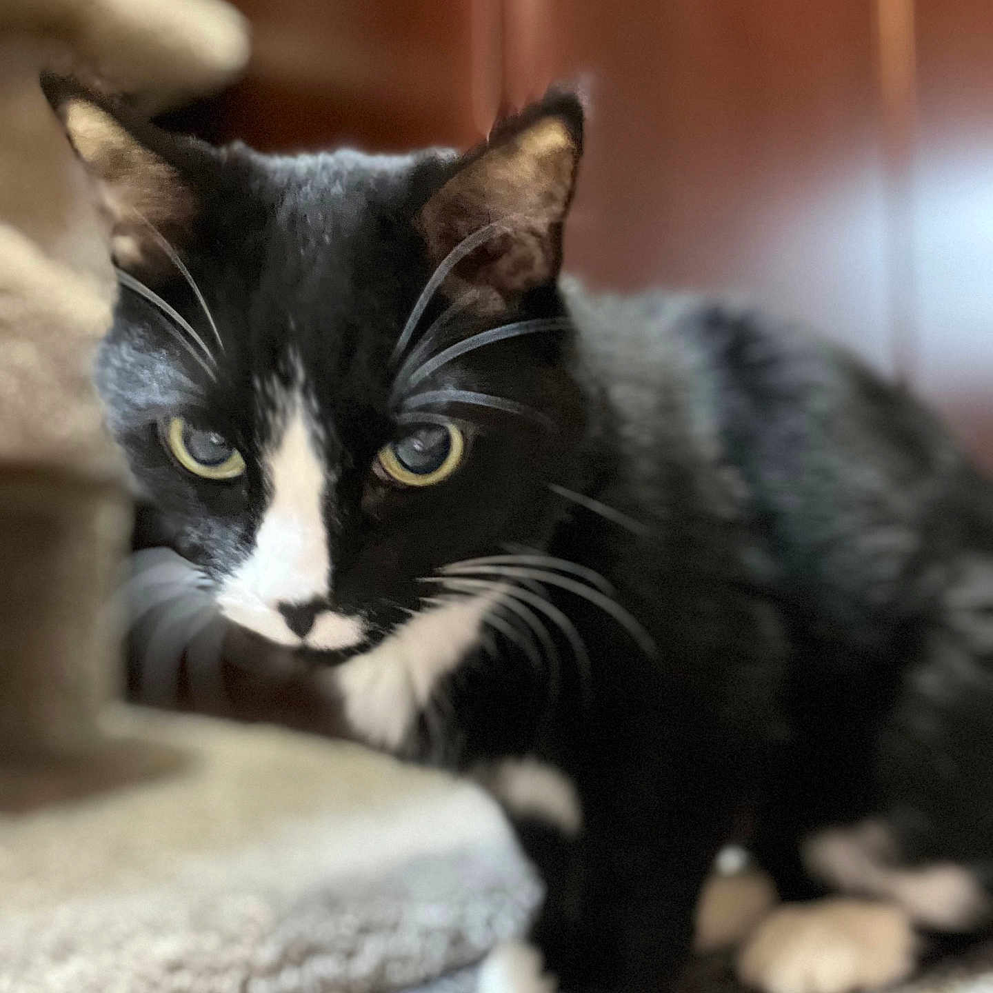 Kitty joined the competition — help win amazing prizes! animal, black_and_white, carpet, cat, closeup, cozy, curious, eyes, feline, floor, furniture, household, indoor, mammal, paws, pet, portrait, soft_lighting, tuxedo_cat, whiskers