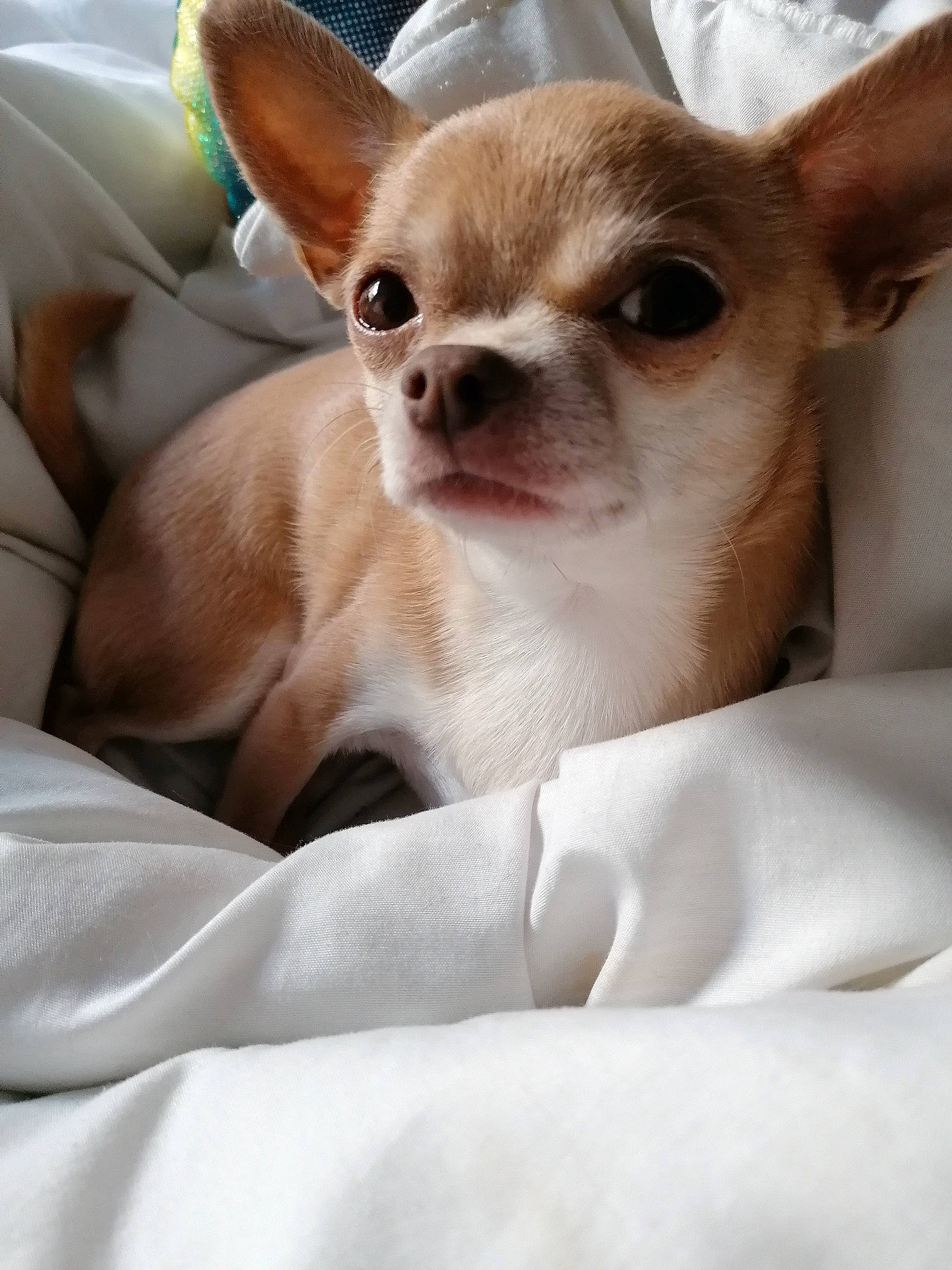 Joyce participe au concours pour gagner de l'argent avec cette photo : canidae, carnivore, chihuahua, comfort, companion_dog, corgi_chihuahua, dog, dog_breed, ear, fawn, fur, non_sporting_group, russkiy_toy, sitting, snout, sporting_group, terrestrial_animal, toy_dog, whiskers, working_animal