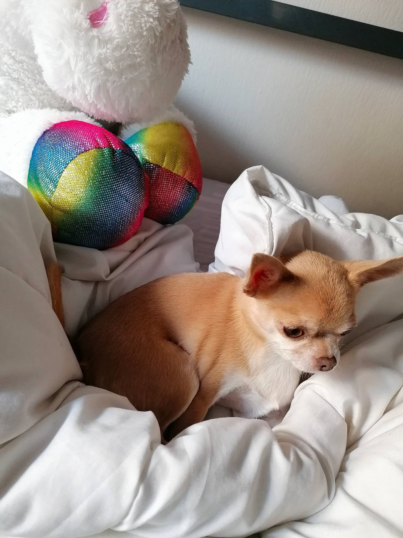 Joyce a rejoint le concours — aidez-le/la à gagner de superbes lots ! bed, carnivore, comfort, companion_dog, couch, dog, dog_breed, dog_supply, fawn, foot, furniture, human_leg, linens, stuffed_toy, thigh, toy, toy_dog, vertebrate, whiskers, white