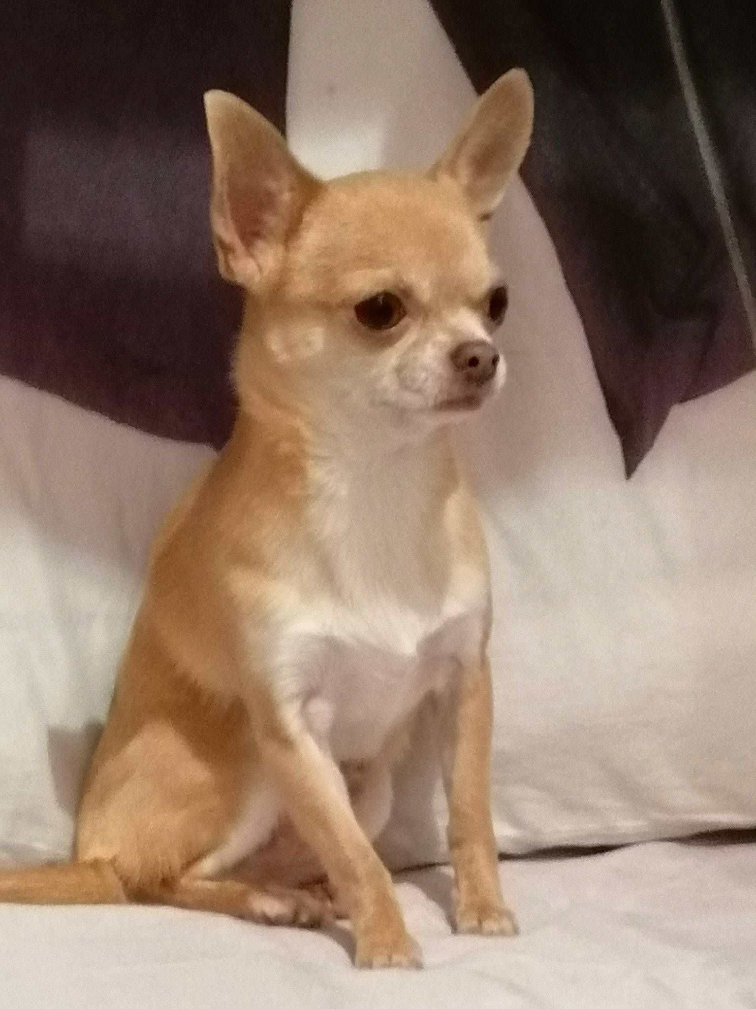 Joyce participe au concours pour gagner de l'argent avec cette photo : canidae, carnivore, chihuahua, companion_dog, dog, dog_breed, dog_supply, ear, eye, fawn, fur, head, human_body, puppy, snout, sporting_group, terrestrial_animal, toy_dog, whiskers, working_animal