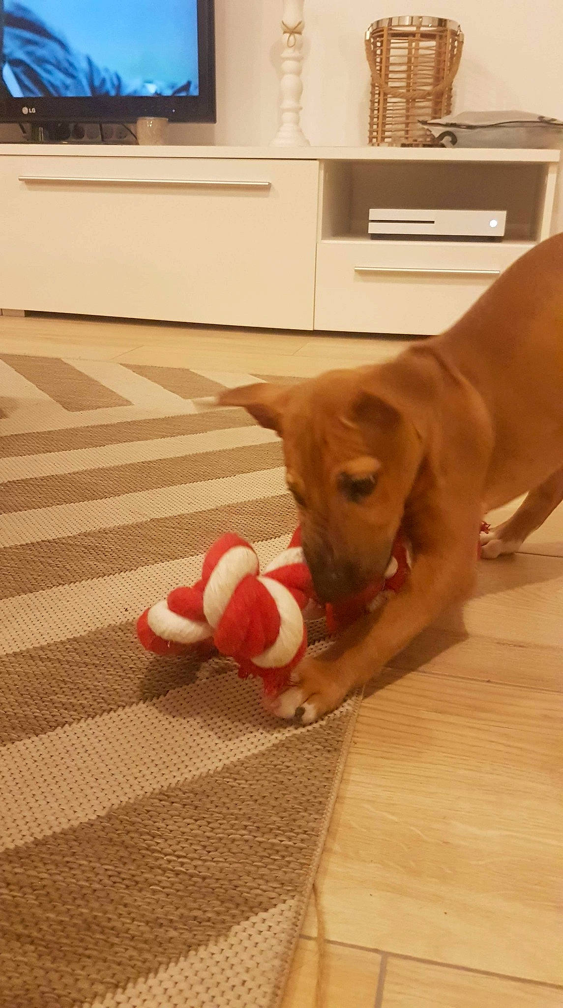 Rider participe au concours pour gagner de l'argent avec cette photo : ball, cabinetry, carnivore, companion_dog, dog, dog_breed, dog_supply, fawn, floor, flooring, football, hardwood, home_appliance, room, sports_equipment, tail, television, toy, wood, working_animal