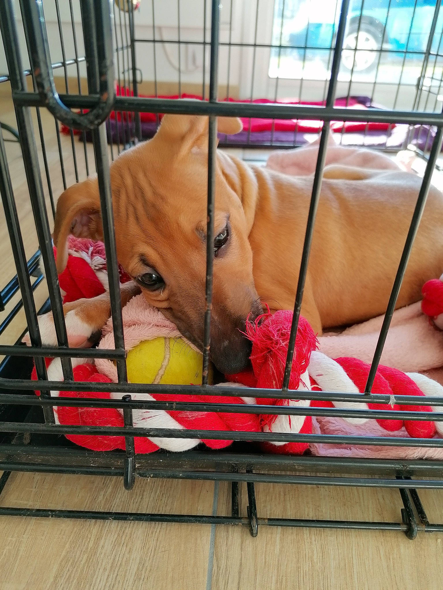 Rider a rejoint le concours — aidez-le/la à gagner de superbes lots ! animal_shelter, baby_products, cage, canidae, carnivore, comfort, companion_dog, dog, dog_breed, dog_supply, fawn, fence, kennel, liver, pet_supply, product, service, snout, sporting_group, working_animal