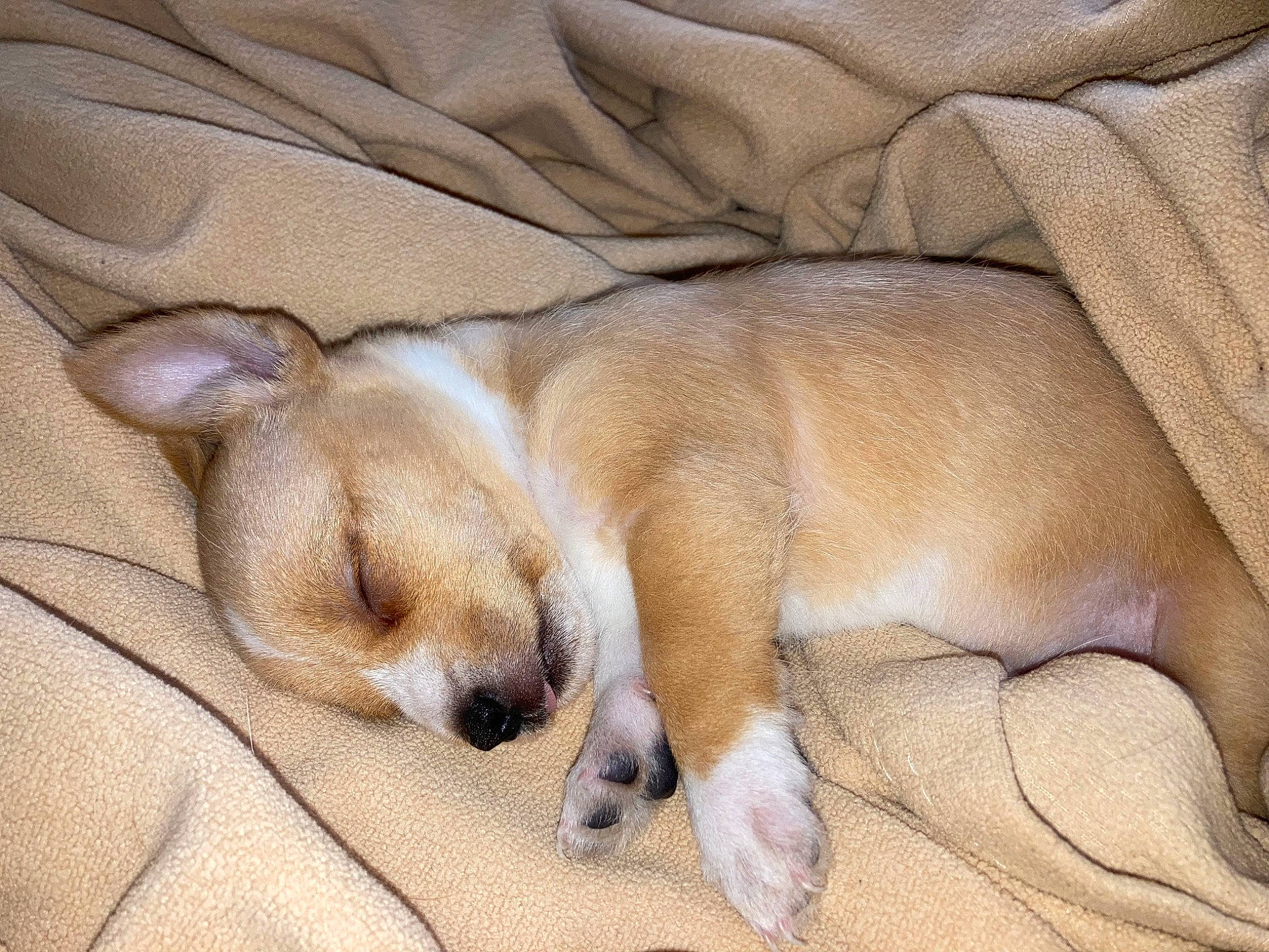 Bubs is registered to the contest to win money with this photo: canidae, carnivore, comfort, companion_dog, dog, dog_breed, fawn, fur, linens, nap, paw, sleep, snout, sporting_group, terrestrial_animal, whiskers