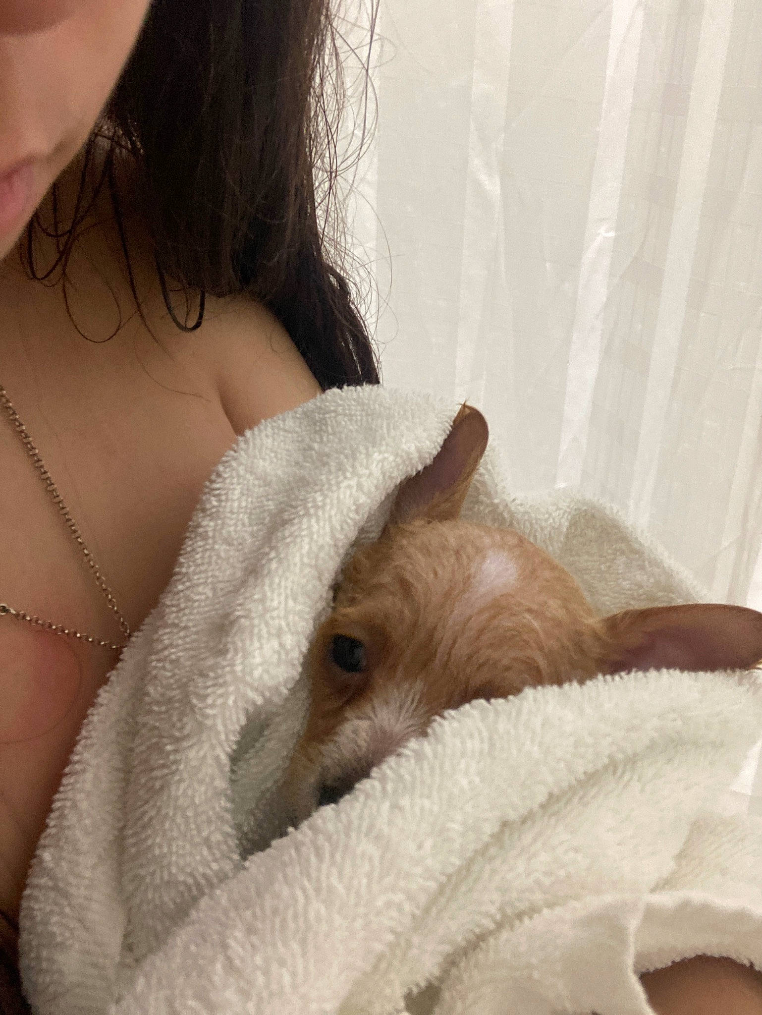 Bubs is registered to the contest to win money with this photo: bedding, canidae, chest, comfort, companion_dog, ear, elbow, eyelash, fawn, felidae, fur, hand, human_leg, linens, nap, neck, shoulder, sleep, small_to_medium_sized_cats, whiskers