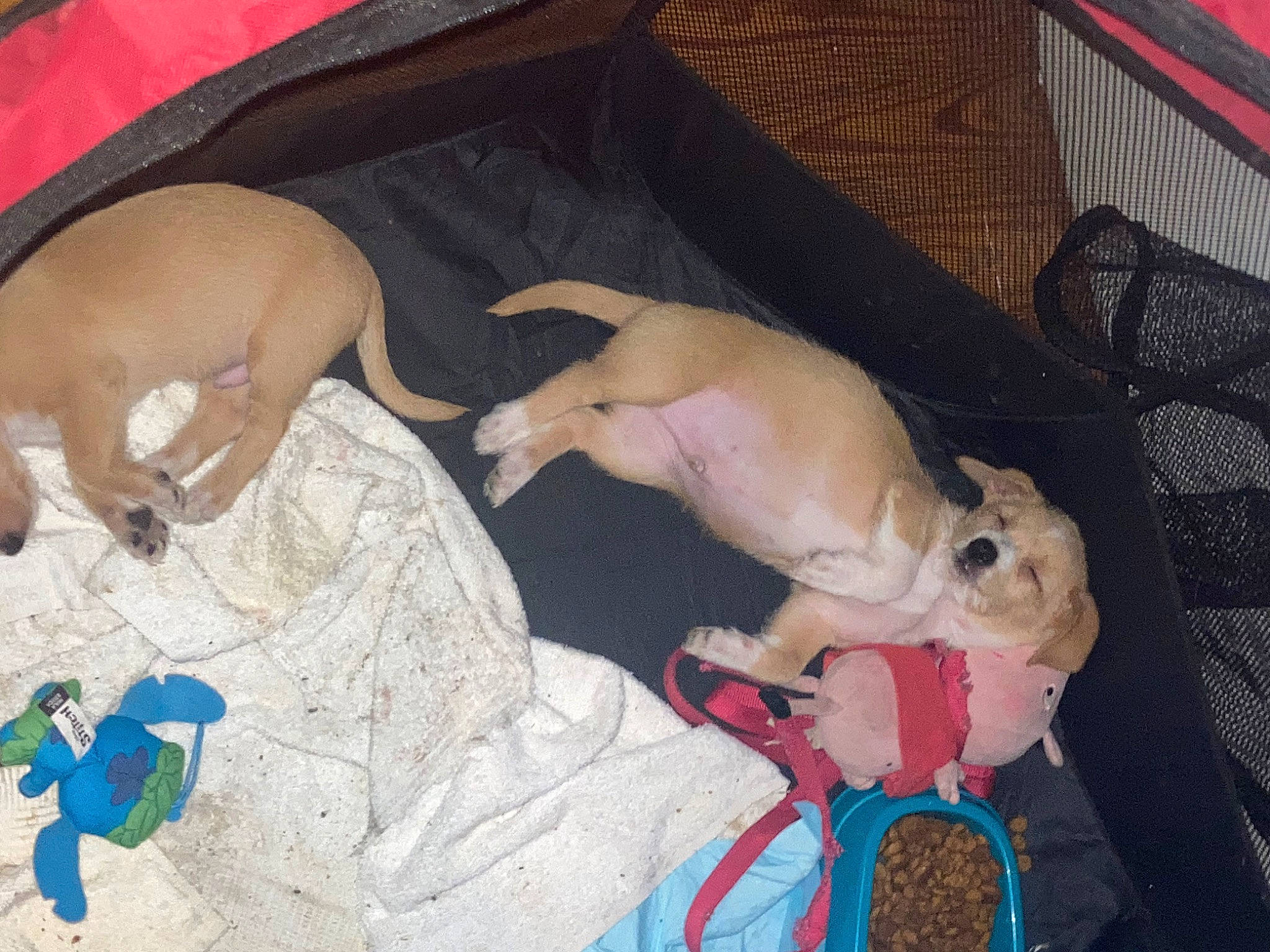 Bubs is registered to the contest to win money with this photo: blue, canidae, carnivore, collar, comfort, companion_dog, dog, dog_breed, dog_supply, fawn, fun, non_sporting_group, paw, pet_supply, snout, sporting_group, tail, toy_dog, working_animal