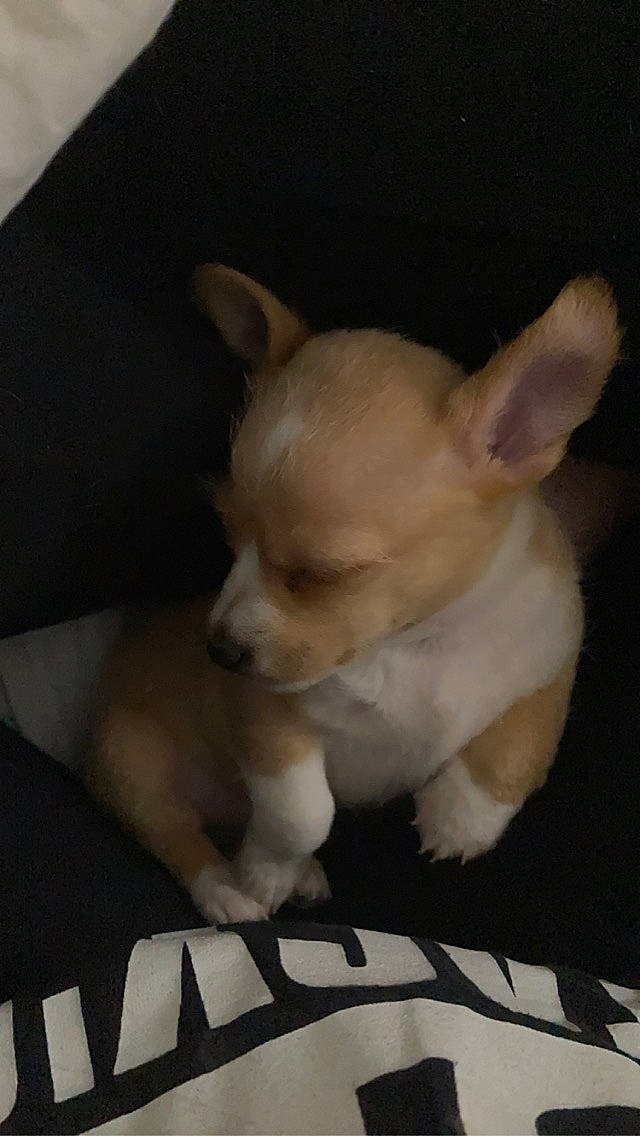 Bubs joined the competition — help win amazing prizes! canidae, carnivore, chihuahua, comfort, companion_dog, corgi_chihuahua, dog, dog_breed, ear, fawn, fur, non_sporting_group, puppy, sporting_group, tail, terrestrial_animal, toy_dog, whiskers, working_animal