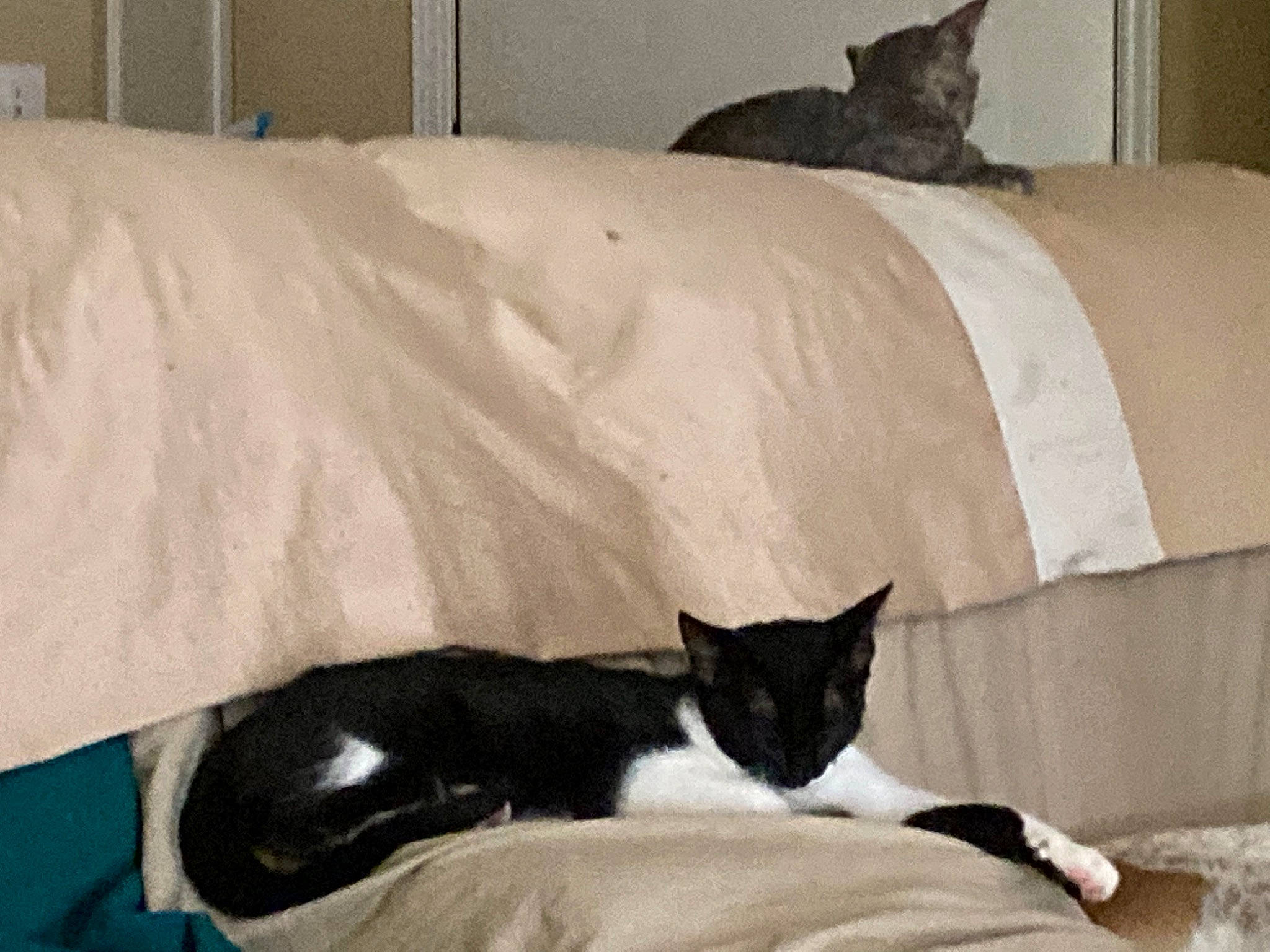 Kitty Purry is registered to the contest to win money with this photo: bed, bed_sheet, bedding, carnivore, cat, comfort, domestic_short_haired_cat, duvet, felidae, fur, grey, hardwood, linens, room, small_to_medium_sized_cats, tail, textile, vertebrate, whiskers, wood