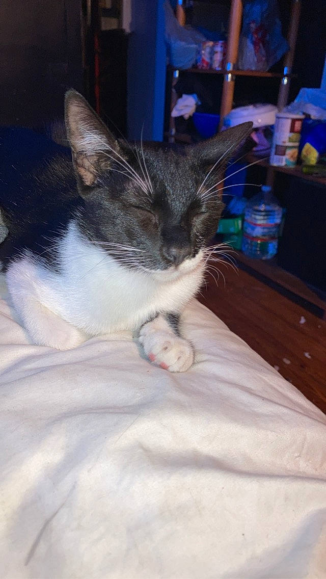 Kitty Purry is registered to the contest to win money with this photo: carnivore, cat, chest_of_drawers, claw, comfort, domestic_short_haired_cat, drawer, felidae, fur, linens, paw, small_to_medium_sized_cats, snout, whiskers