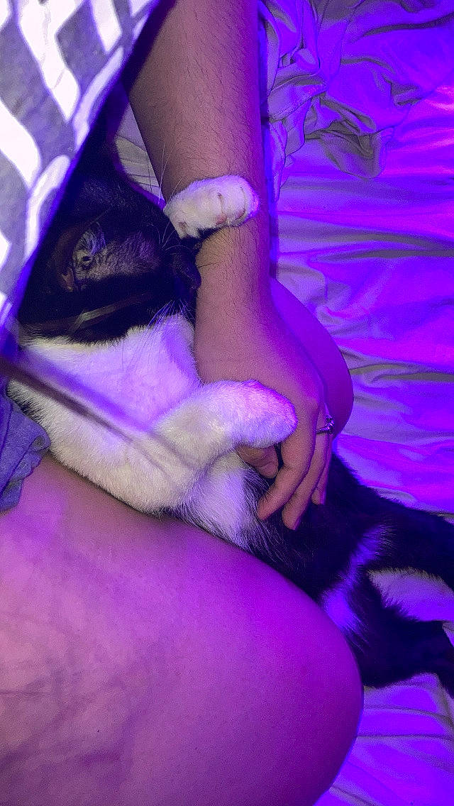 Kitty Purry is registered to the contest to win money with this photo: carnivore, comfort, companion_dog, dog_breed, dress, electric_blue, felidae, foot, gesture, human_leg, knee, magenta, nail, pink, purple, small_to_medium_sized_cats, thigh, violet, whiskers, wrist